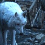 game of thrones kurtları ve akıbetleri